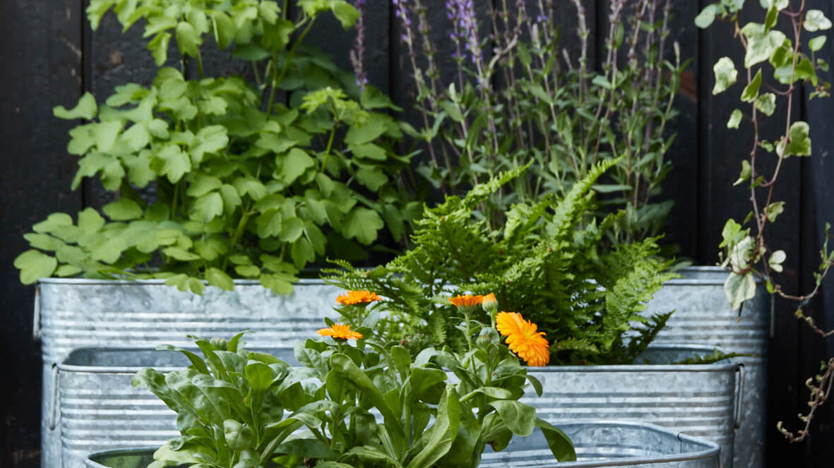 Why Galvanised Planters Are Every Home Gardener's Secret Weapon