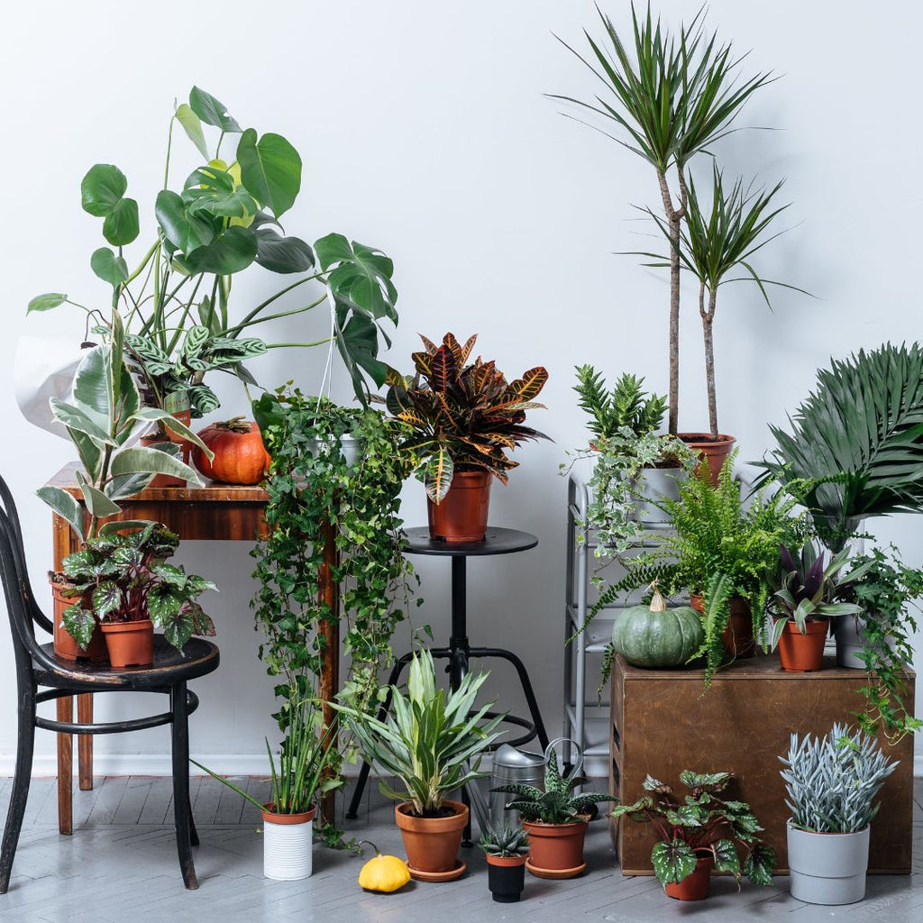 Spruce Up Your Space: Cool Plant Stands To Showcase Your Indoor Plants