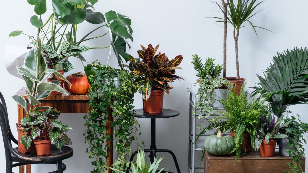 Spruce Up Your Space: Cool Plant Stands To Showcase Your Indoor Plants