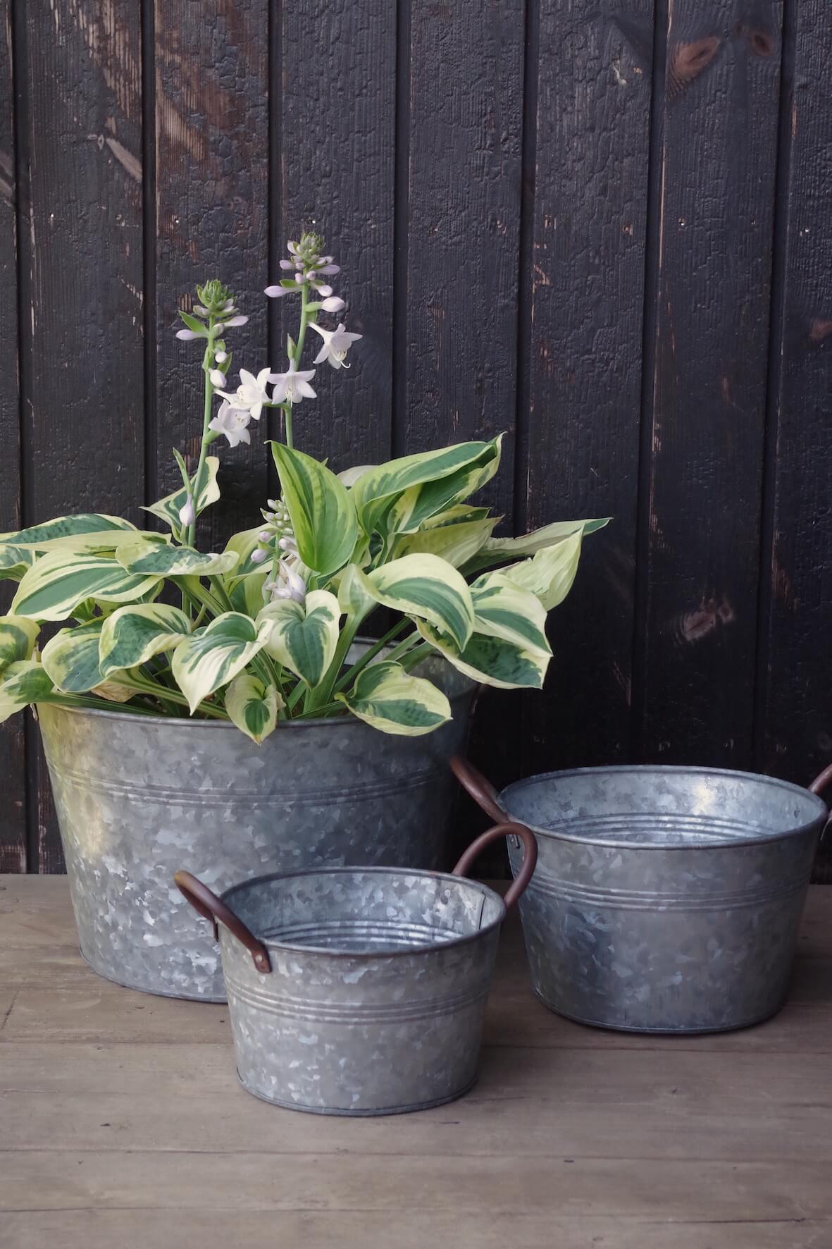 Galvanised Bucket Planters Set of 3 Vincent and Barn